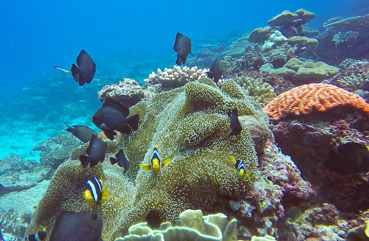 Puri Asu Resort Palau Asu 외부 사진